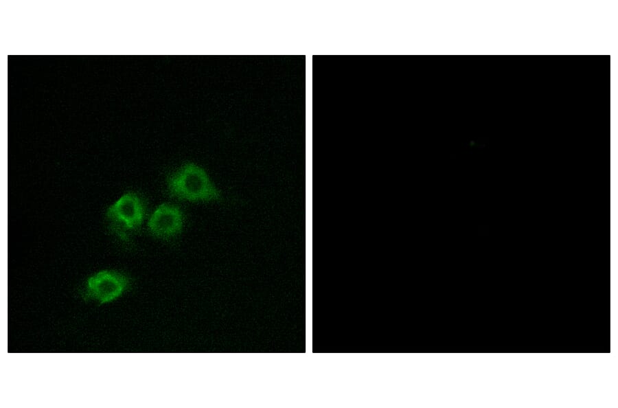 Immunofluorescence - Anti-GPR1 Antibody (G322) - Antibodies.com