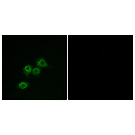 Immunofluorescence - Anti-GPR1 Antibody (G322) - Antibodies.com