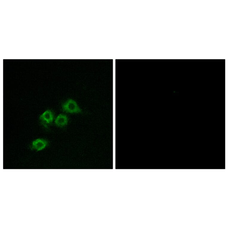 Immunofluorescence - Anti-GPR1 Antibody (G322) - Antibodies.com