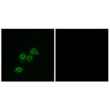 Immunofluorescence - Anti-GPR1 Antibody (G322) - Antibodies.com