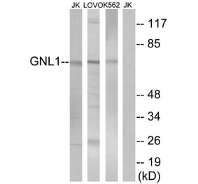 Western Blot - Anti-GNL1 Antibody (C16070) - Antibodies.com