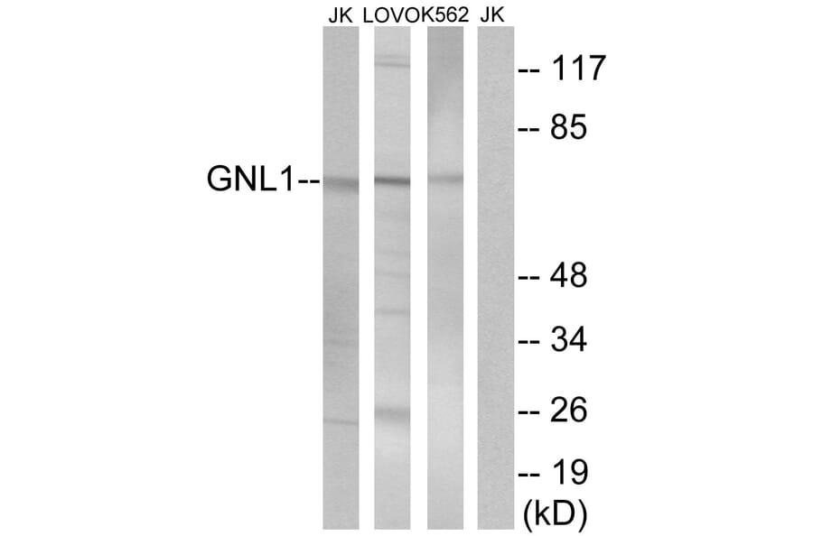 Western Blot - Anti-GNL1 Antibody (C16070) - Antibodies.com