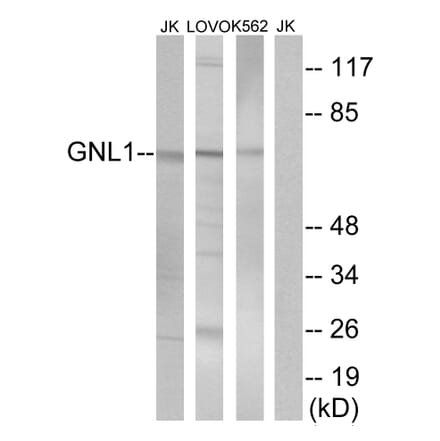 Western Blot - Anti-GNL1 Antibody (C16070) - Antibodies.com