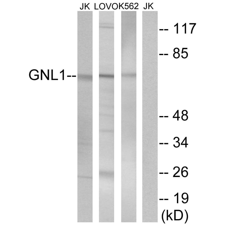 Western Blot - Anti-GNL1 Antibody (C16070) - Antibodies.com