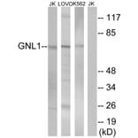 Western Blot - Anti-GNL1 Antibody (C16070) - Antibodies.com