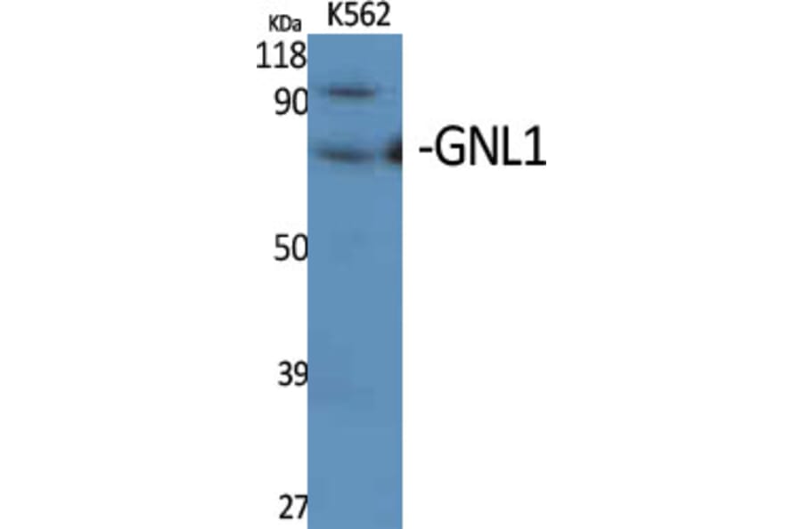 Western Blot - Anti-GNL1 Antibody (C16070) - Antibodies.com