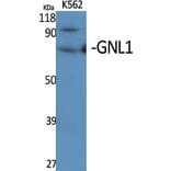 Western Blot - Anti-GNL1 Antibody (C16070) - Antibodies.com