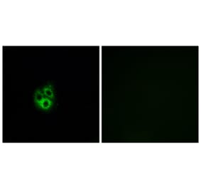 Immunofluorescence - Anti-GNG5 Antibody (C16046) - Antibodies.com