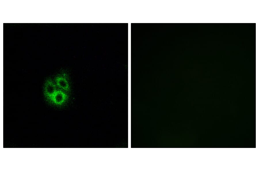 Immunofluorescence - Anti-GNG5 Antibody (C16046) - Antibodies.com