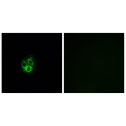 Immunofluorescence - Anti-GNG5 Antibody (C16046) - Antibodies.com