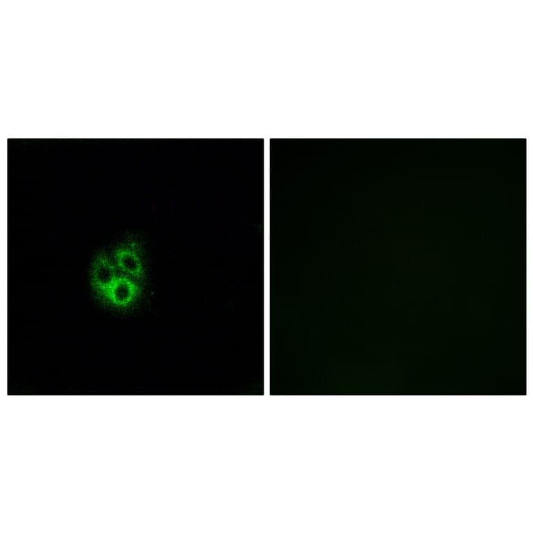 Immunofluorescence - Anti-GNG5 Antibody (C16046) - Antibodies.com