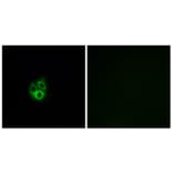 Immunofluorescence - Anti-GNG5 Antibody (C16046) - Antibodies.com
