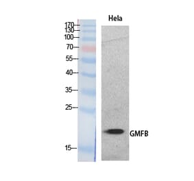 Western Blot - Anti-GMFB Antibody (C30676) - Antibodies.com