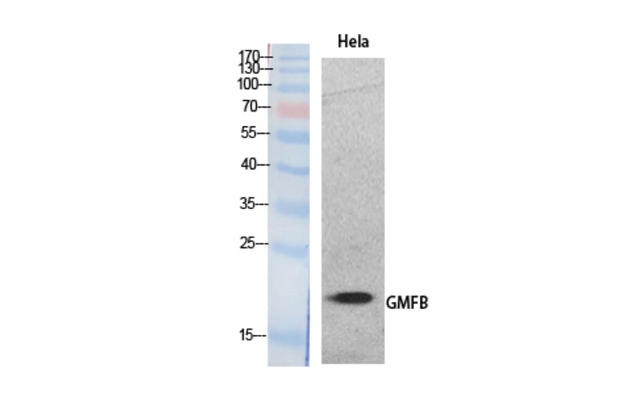 Western Blot - Anti-GMFB Antibody (C30676) - Antibodies.com