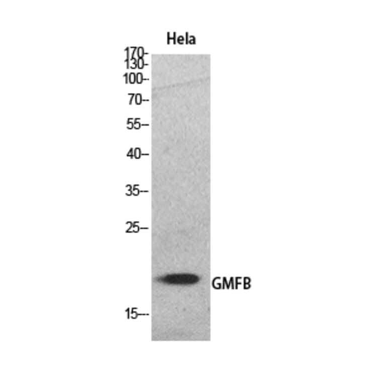 Western Blot - Anti-GMFB Antibody (C30676) - Antibodies.com