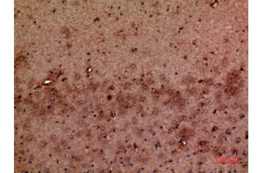 Immunohistochemistry - Anti-GMFB Antibody (C30676) - Antibodies.com