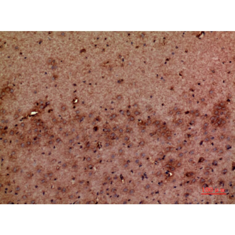 Immunohistochemistry - Anti-GMFB Antibody (C30676) - Antibodies.com