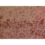 Immunohistochemistry - Anti-GMFB Antibody (C30676) - Antibodies.com