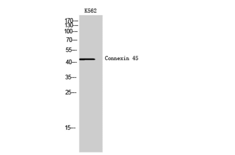 Western Blot - Anti-GJC1 Antibody (C15880) - Antibodies.com