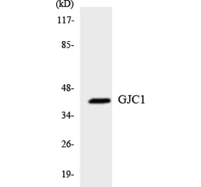 Western Blot - Anti-GJC1 Antibody (R12-2813) - Antibodies.com