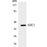 Western Blot - Anti-GJC1 Antibody (R12-2813) - Antibodies.com