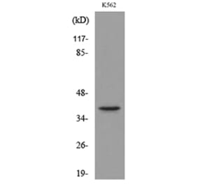 Western Blot - Anti-GJA5 Antibody (C30205) - Antibodies.com