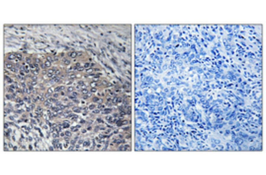 Immunohistochemistry - Anti-GIT2 Antibody (C11019) - Antibodies.com