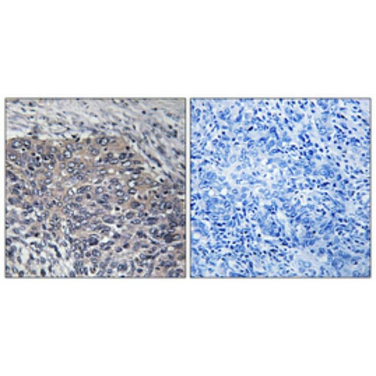 Immunohistochemistry - Anti-GIT2 Antibody (C11019) - Antibodies.com