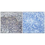 Immunohistochemistry - Anti-GIT2 Antibody (C11019) - Antibodies.com