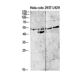 Western Blot - Anti-GDF9 Antibody (C30625) - Antibodies.com