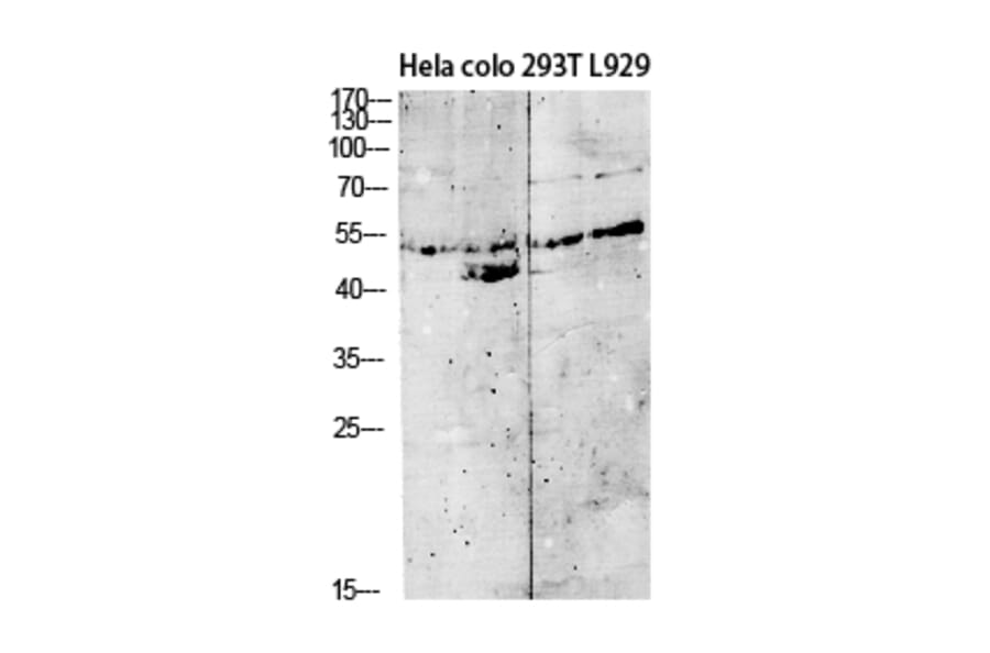 Western Blot - Anti-GDF9 Antibody (C30625) - Antibodies.com