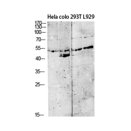 Western Blot - Anti-GDF9 Antibody (C30625) - Antibodies.com