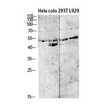 Western Blot - Anti-GDF9 Antibody (C30625) - Antibodies.com