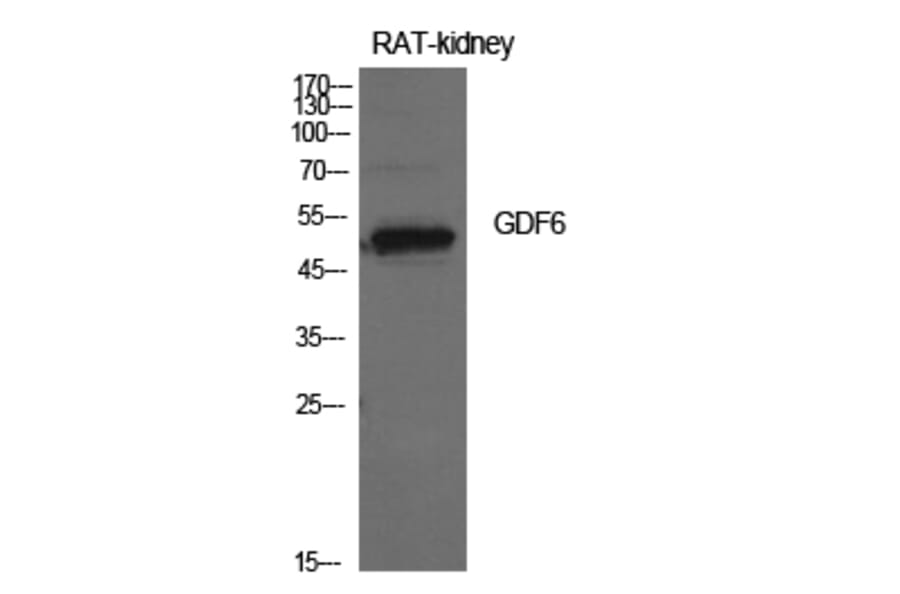 Western Blot - Anti-GDF6 Antibody (C30693) - Antibodies.com