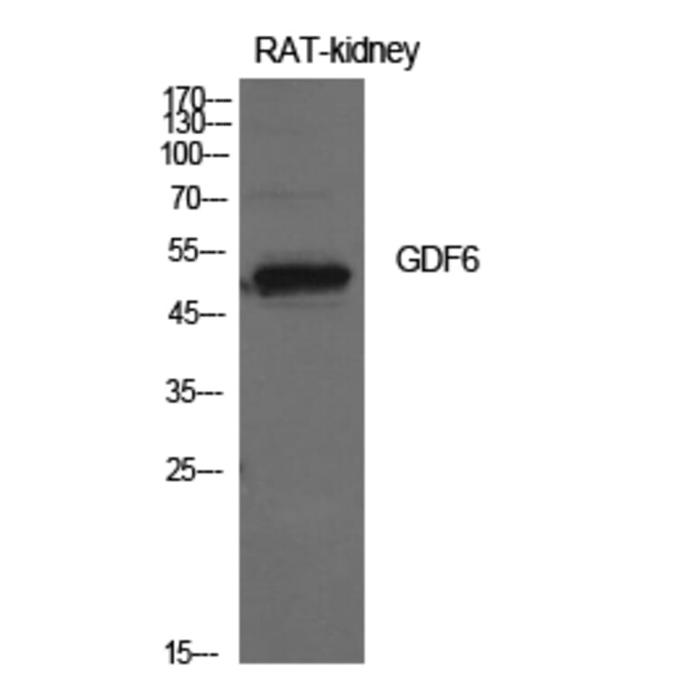 Western Blot - Anti-GDF6 Antibody (C30693) - Antibodies.com