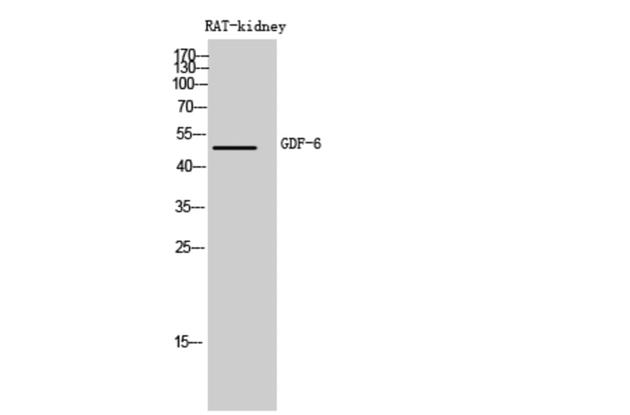 Western Blot - Anti-GDF6 Antibody (C30693) - Antibodies.com