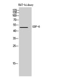 Western Blot - Anti-GDF6 Antibody (C30693) - Antibodies.com