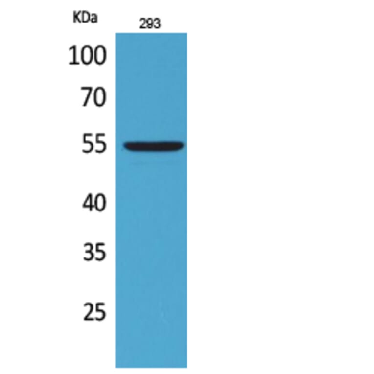 Western Blot - Anti-GDF5 Antibody (C30650) - Antibodies.com