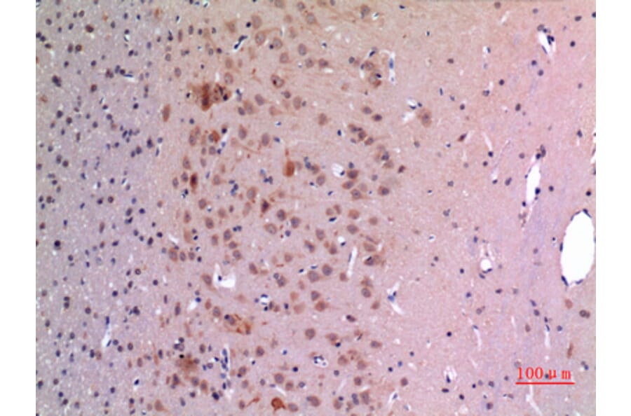 Immunohistochemistry - Anti-GDF5 Antibody (C30650) - Antibodies.com