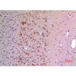 Immunohistochemistry - Anti-GDF5 Antibody (C30650) - Antibodies.com