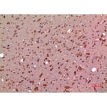 Immunohistochemistry - Anti-GDF5 Antibody (C30650) - Antibodies.com