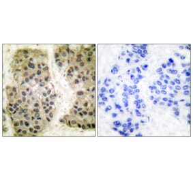 Immunohistochemistry - Anti-GANP Antibody (C0204) - Antibodies.com