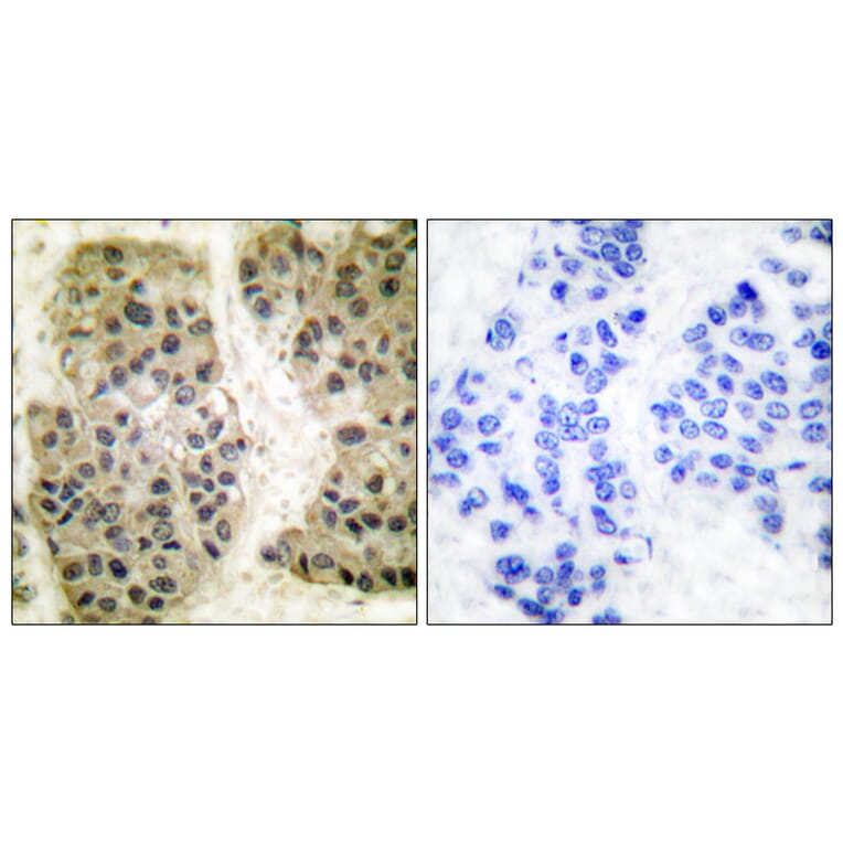 Immunohistochemistry - Anti-GANP Antibody (C0204) - Antibodies.com