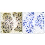 Immunohistochemistry - Anti-GANP Antibody (C0204) - Antibodies.com