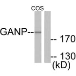 Western Blot - Anti-GANP Antibody (C0204) - Antibodies.com