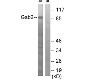 Western Blot - Anti-Gab2 Antibody (B8349) - Antibodies.com