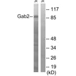 Western Blot - Anti-Gab2 Antibody (B8349) - Antibodies.com