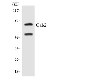 Western Blot - Anti-Gab2 Antibody (R12-2791) - Antibodies.com