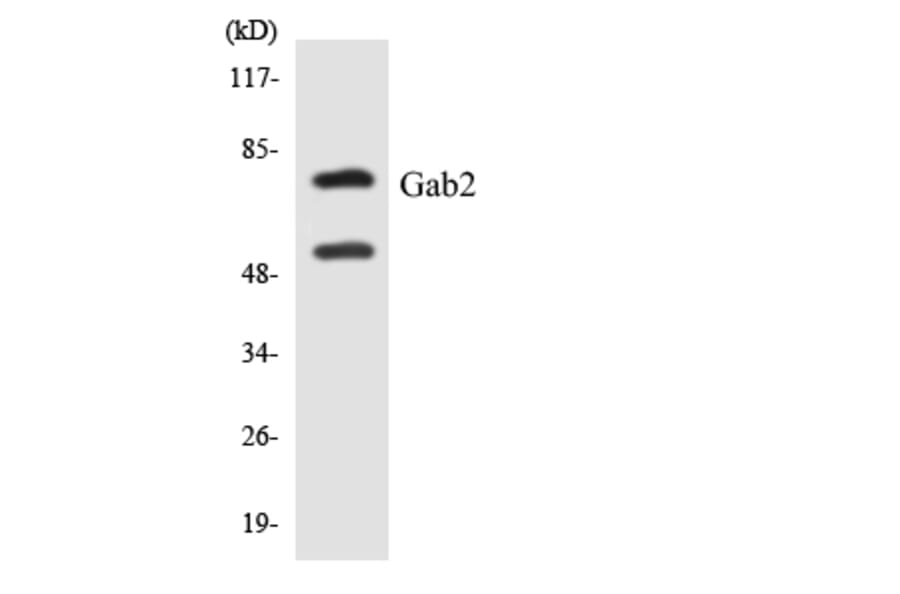 Western Blot - Anti-Gab2 Antibody (R12-2791) - Antibodies.com