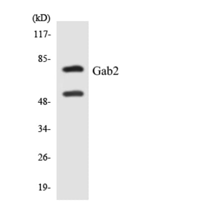 Western Blot - Anti-Gab2 Antibody (R12-2791) - Antibodies.com